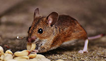 24 Hour & Emergency Exterminators in Kanarraville, UT